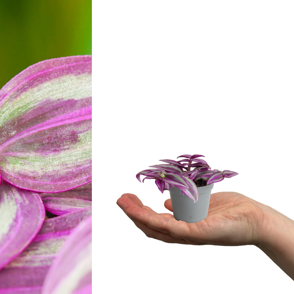 Tradescantia Pink Paradise in 6cm Pot single tradescantia pink passion trailing plant in grey pot sitting on hand 2
