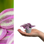 Tradescantia Pink Paradise in 6cm Pot single tradescantia pink passion trailing plant in grey pot sitting on hand 2