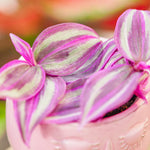 Tradescantia Pink Paradise in 6cm Pot close up of pink and greenish silver leaves 1