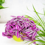 Tradescantia Pink Paradise in 6cm Pot collection of pink and greenish silver leaves 3
