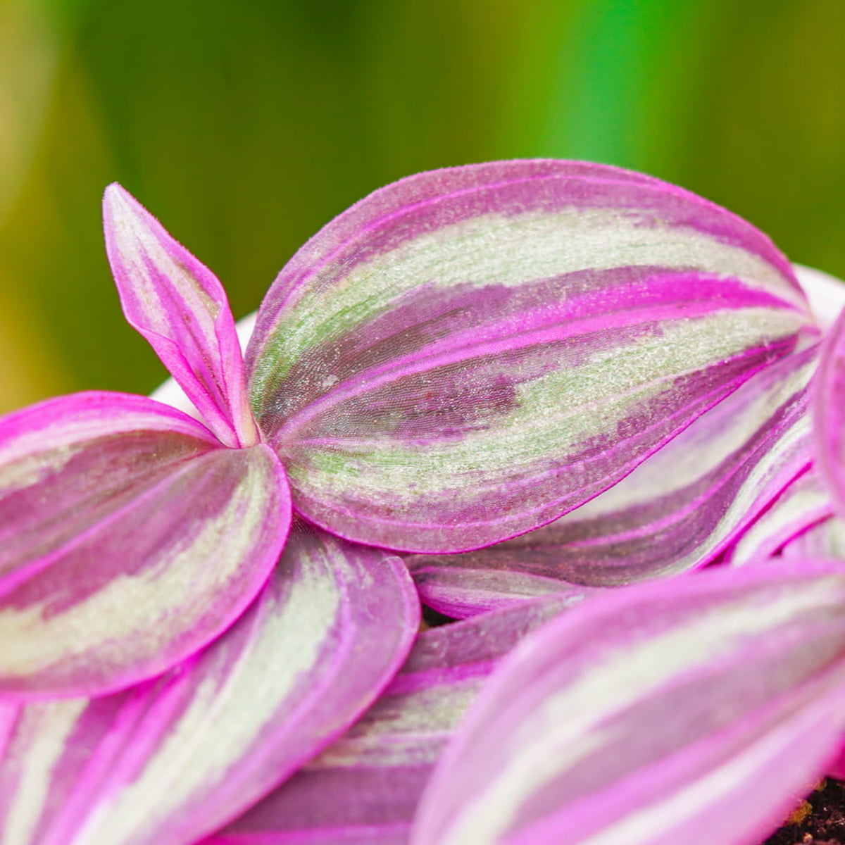 Tradescantia Pink Paradise in 6cm Pot close up pink and greenish silver leaves  4