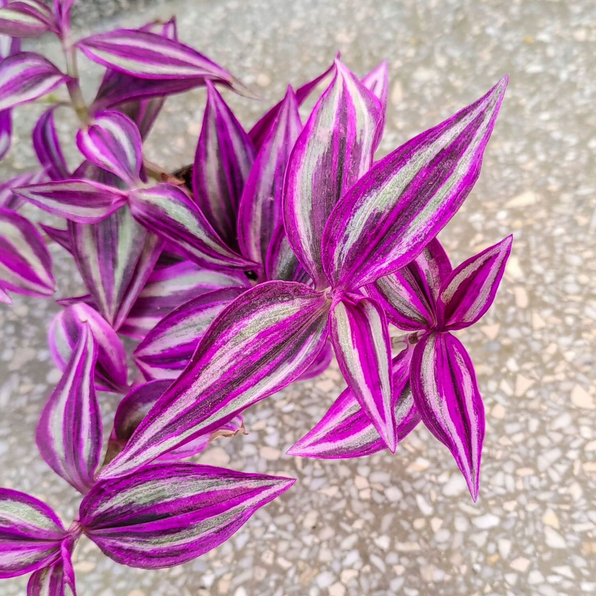 Tradescantia Pink Paradise in 6cm Pot close up pink and greenish silver leaves  5