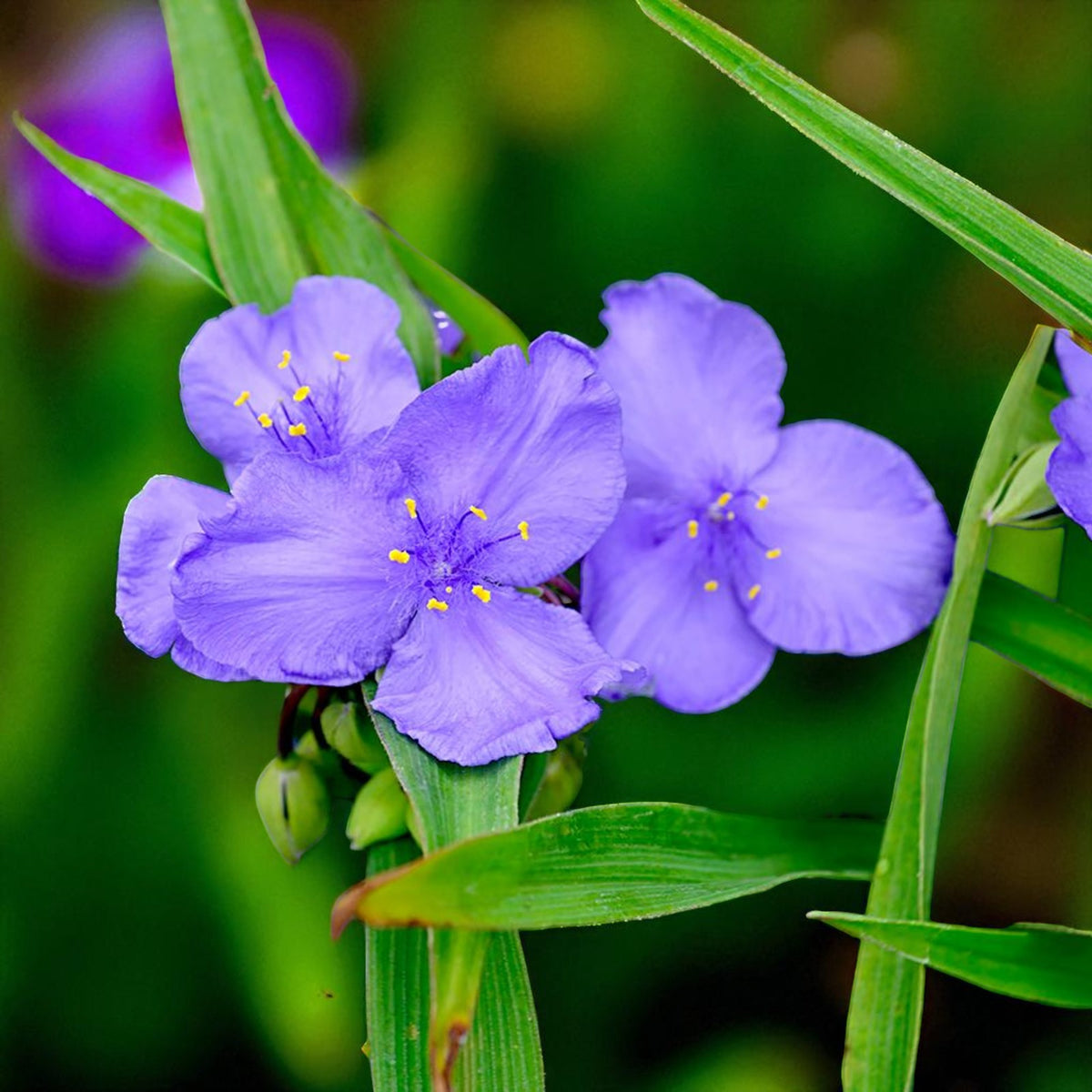 Tradescantia Leonora Bare Root  1