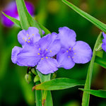 Tradescantia Leonora Bare Root  1