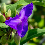 Tradescantia Leonora Bare Root  4