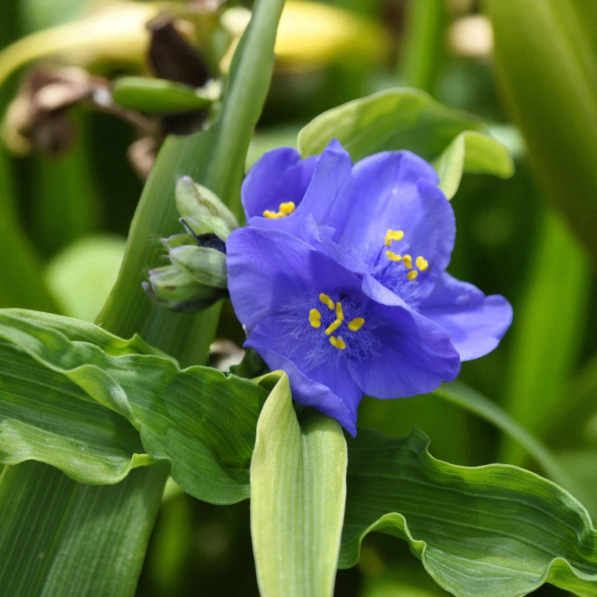 Tradescantia Leonora Bare Root  3