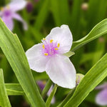Tradescantia Temptation Bare Root  3