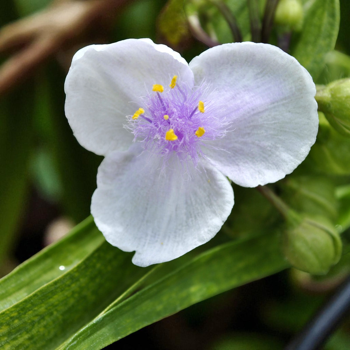 Tradescantia Temptation Bare Root  4