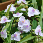 Tradescantia Temptation Bare Root  2