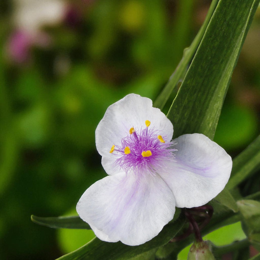 Tradescantia Temptation Bare Root  1