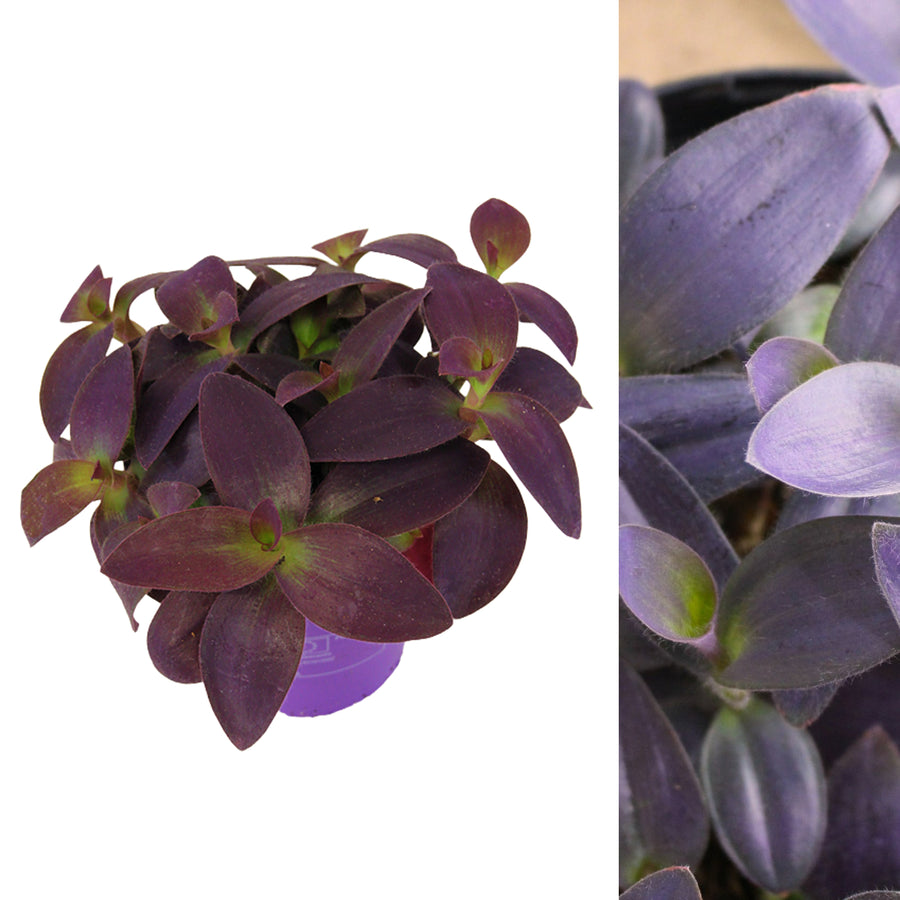 Tradescantia Pallida Purple Heart TRADPALLIDA-1 1