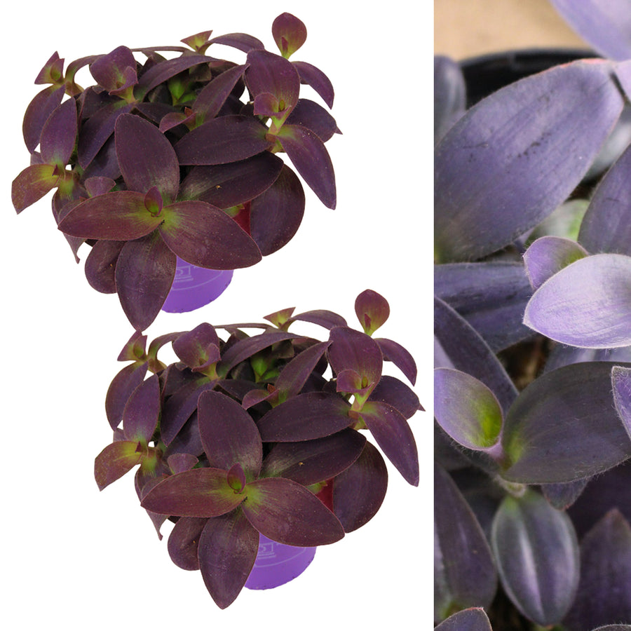 Tradescantia Pallida Purple Heart TRADPALLIDA-2 6