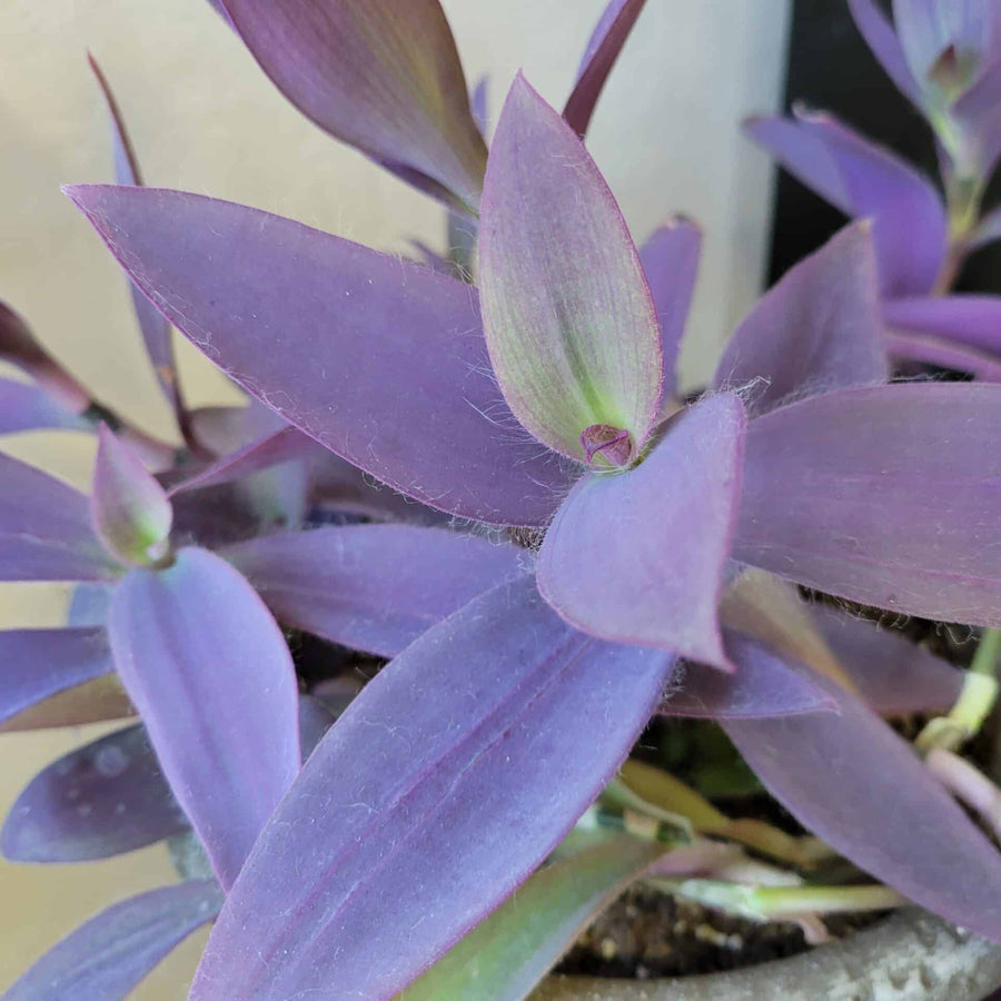 Tradescantia Pallida Purple Heart TRADPALLIDA-image1 3