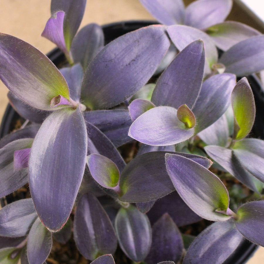 Tradescantia Pallida Purple Heart TRADPALLIDA-image2 4