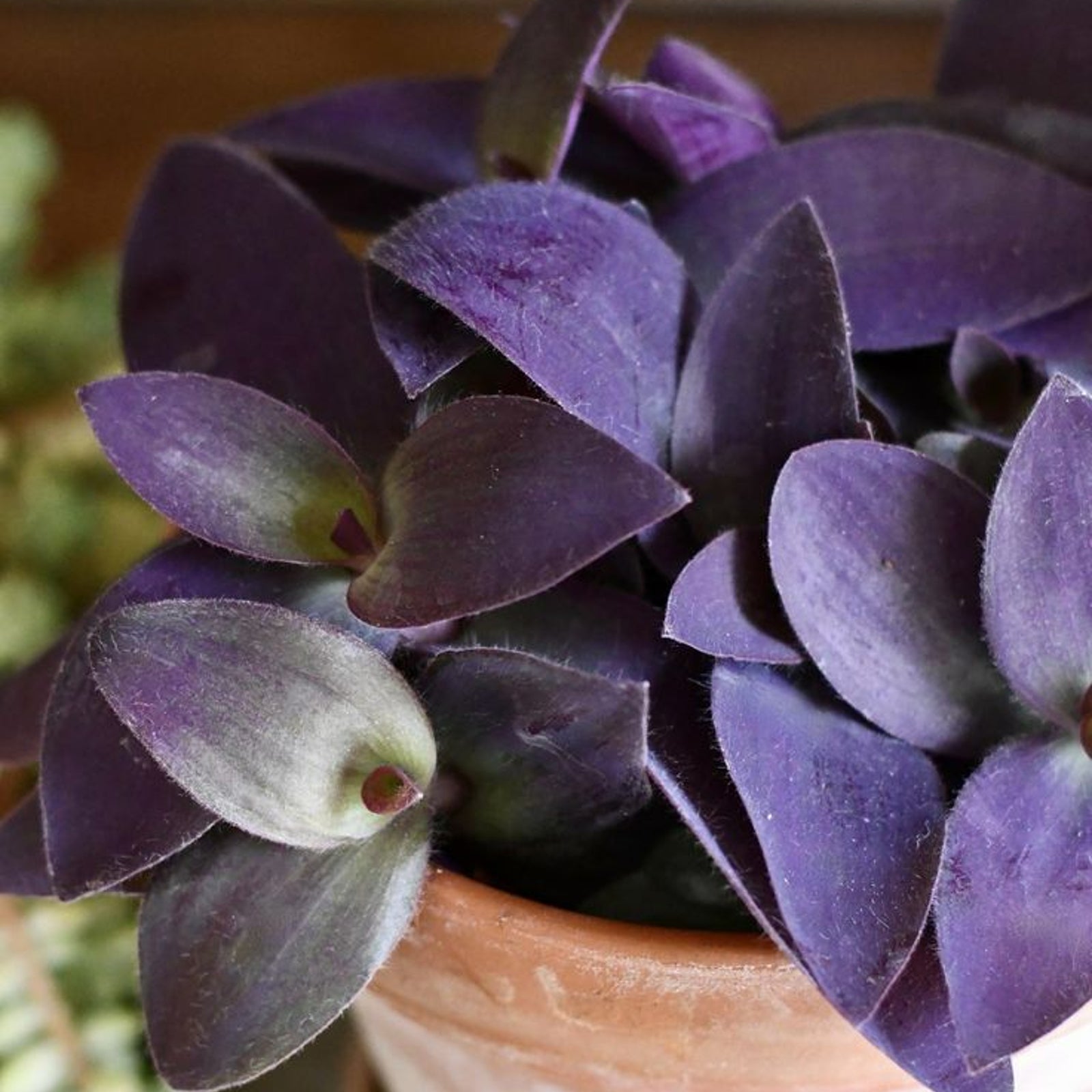 Tradescantia Pallida Heart