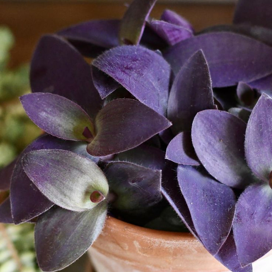 Tradescantia Pallida Purple Heart TRADPALLIDA-image3 1