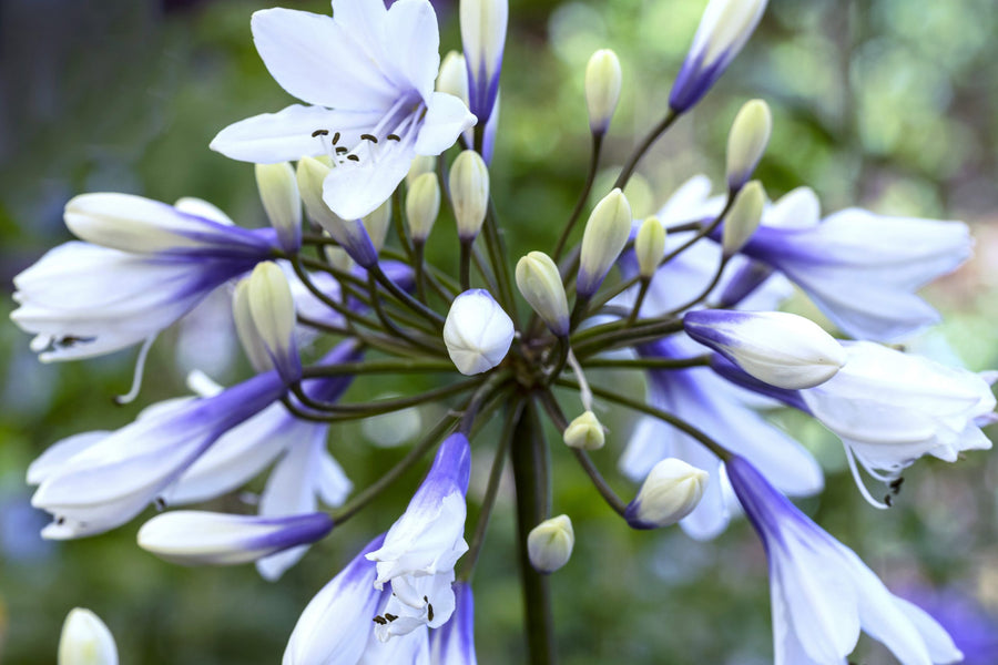 Agapanthus Twister - White Blue African Lily TRE26726_AGAPANTHUS_TWISTER_-scaled 1