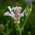 Tricyrtis Hirta Bare Root  4