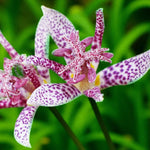 Tricyrtis Hirta Bare Root  2