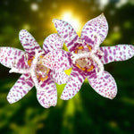 Tricyrtis Hirta Bare Root  3