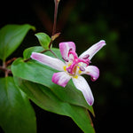 Tricyrtis Tojen Bare Root  4