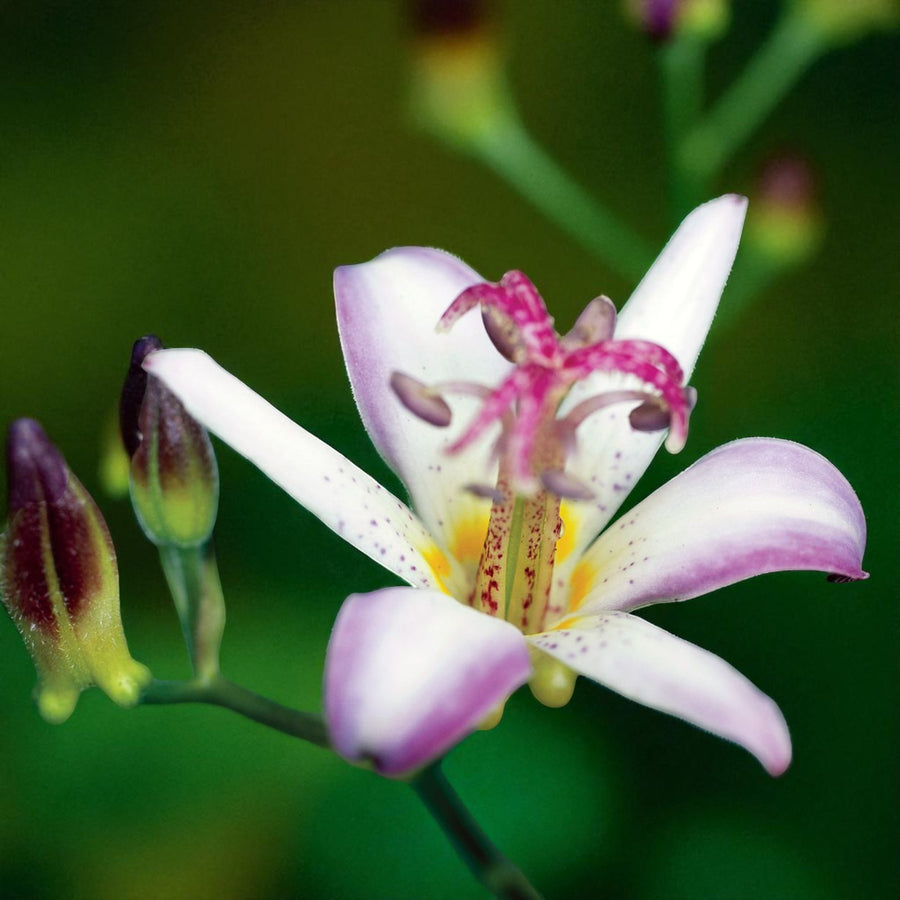 Tricyrtis Tojen Bare Root  1