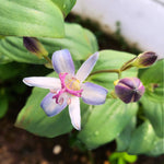 Tricyrtis Tojen Bare Root  2