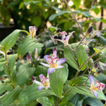 Tricyrtis Tojen Bare Root  3