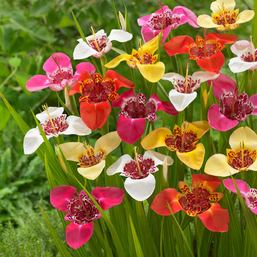 Tigridia Summer Bulbs TRIGBLBMIX - tigridia pavonia mixed summer flowering bulb - image1 1