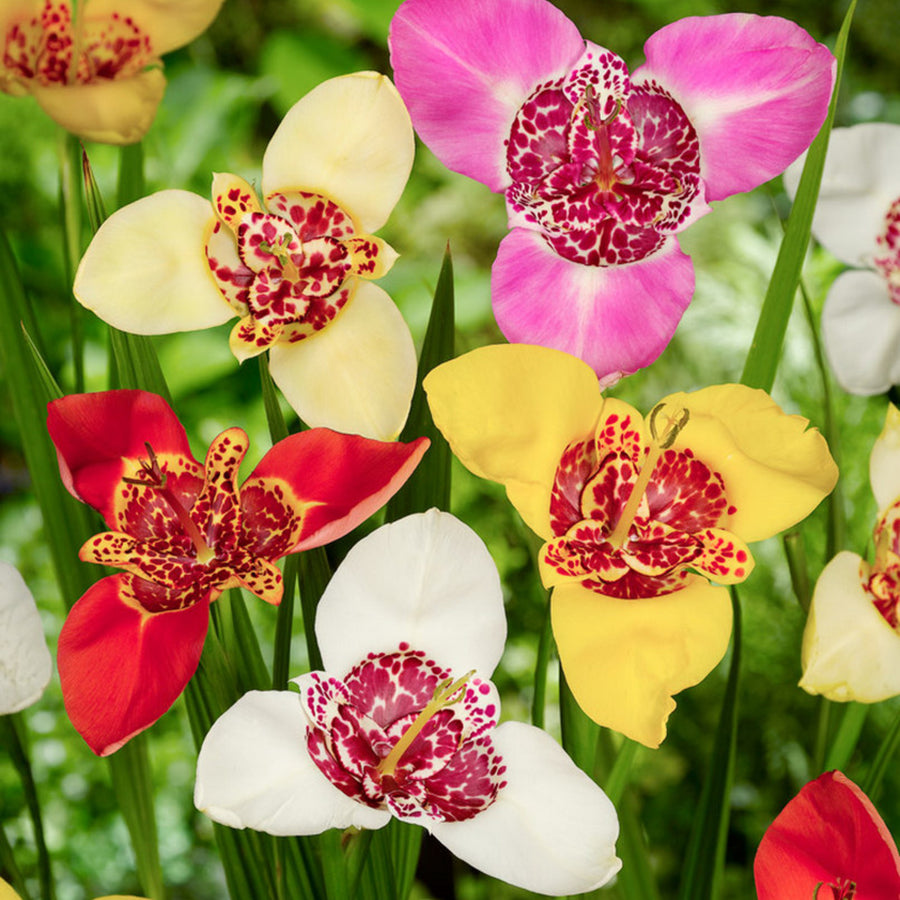 Tigridia Summer Bulbs TRIGBLBMIX - tigridia pavonia mixed summer flowering bulb - image5 1