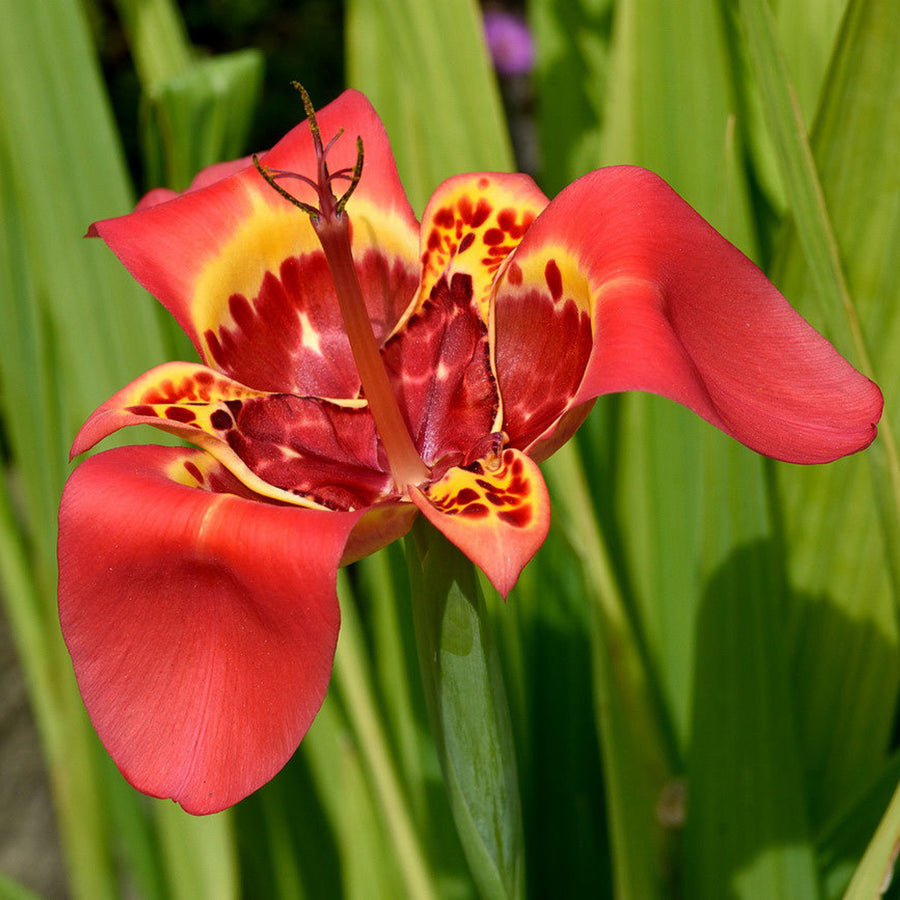 Tigridia Summer Bulbs TRIGBLBRED - tigridia pavonia red summer flowering bulb - image1 4