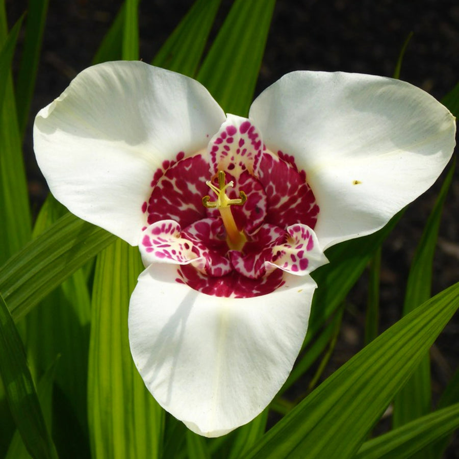 Tigridia Summer Bulbs TRIGBLBWHT - tigridia pavonia white summer flowering bulb - image2 5