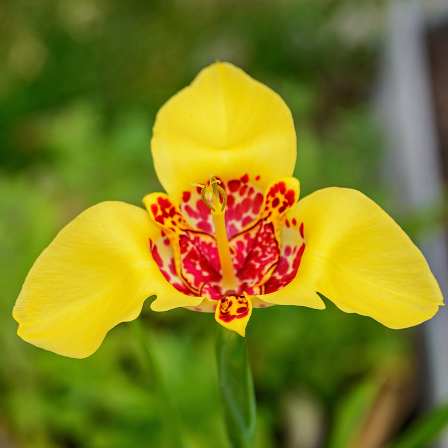 Tigridia Summer Bulbs TRIGBLBYEL - tigridia pavonia yellow summer flowering bulb - image1 6