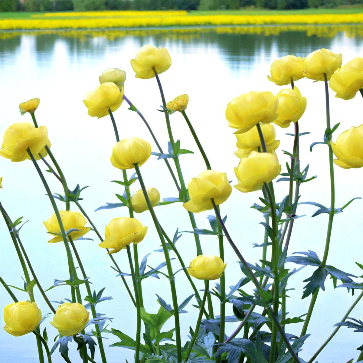 Trollius Lemon Queen Bare Root  4