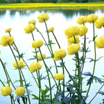 Trollius Lemon Queen Bare Root  4