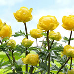 Trollius Lemon Queen Bare Root  2