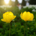 Trollius Lemon Queen Bare Root  3