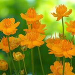 Trollius Orange Globe Bare Root  4