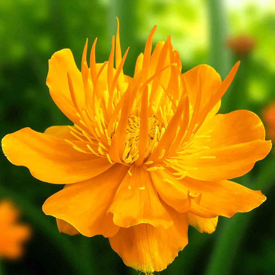 Trollius Orange Globe Bare Root  1