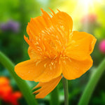 Trollius Orange Globe Bare Root  3