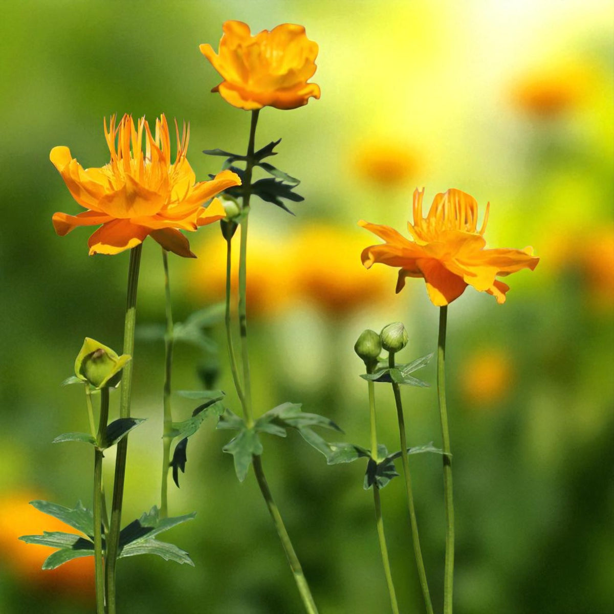 Trollius Orange Globe Bare Root  2
