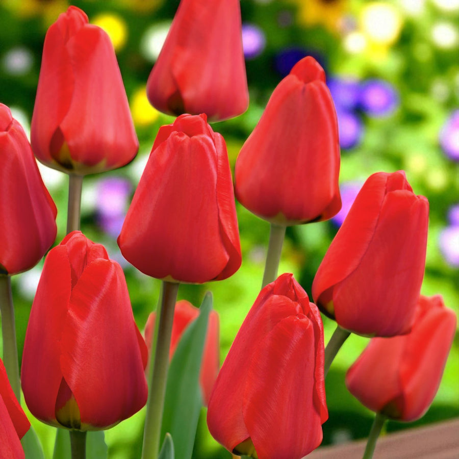 Tulip Apeldoorn Spring Bulbs Close-up of bright red Apeldoorn tulips with pointed petals, blooming in a vibrant garden with blurred flowers in the background. 1