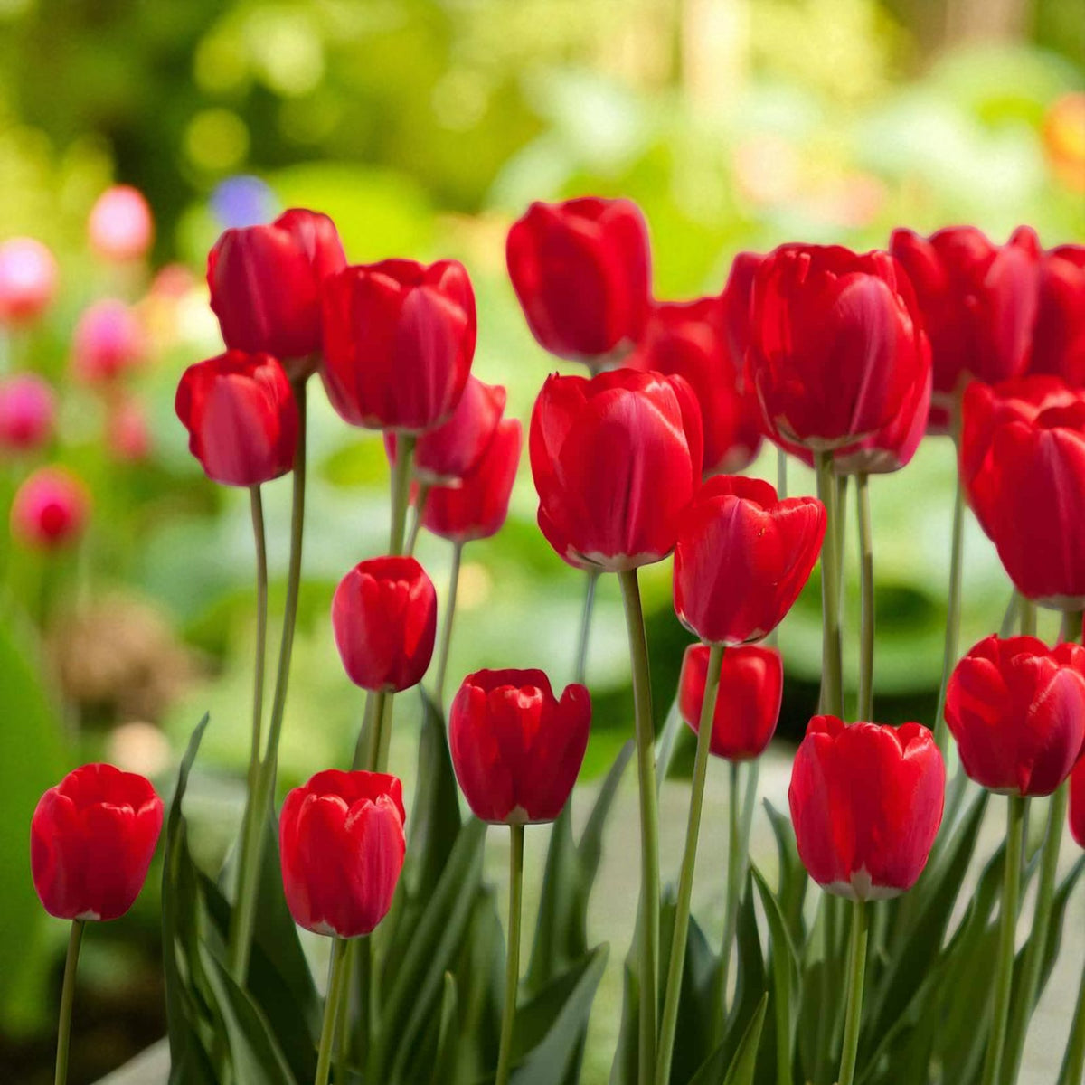 Tulip Apeldoorn Spring Bulbs Sunlit red Apeldoorn tulips in full bloom, with green leaves and a golden garden backdrop featuring yellow flowers. 4
