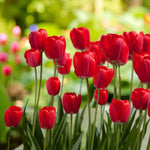 Tulip Apeldoorn Spring Bulbs Sunlit red Apeldoorn tulips in full bloom, with green leaves and a golden garden backdrop featuring yellow flowers. 4