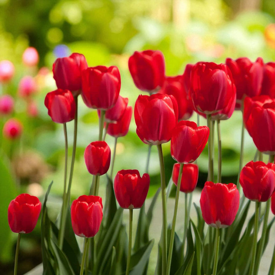 Tulip Apeldoorn Spring Bulbs Sunlit red Apeldoorn tulips in full bloom, with green leaves and a golden garden backdrop featuring yellow flowers. 4