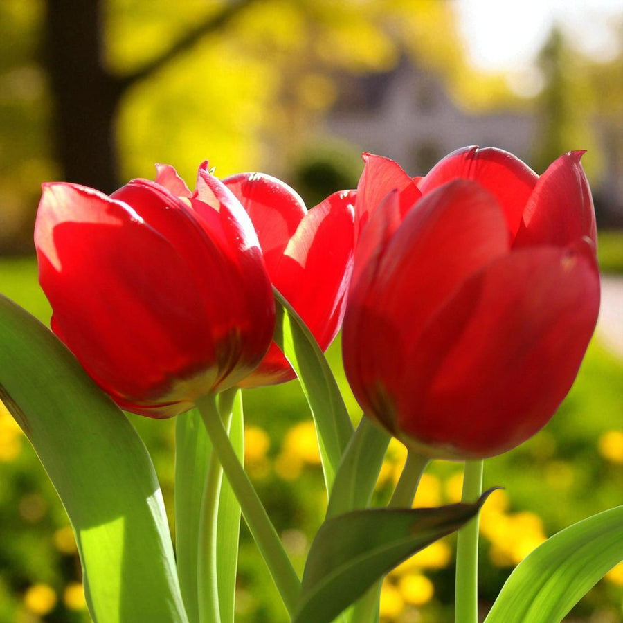 Tulip Apeldoorn Spring Bulbs A wide view of a flower bed filled with blooming red Apeldoorn tulips, set in a park with trees and a building in the distance. 5