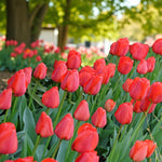 Tulip Apeldoorn Spring Bulbs Group of tall red Apeldoorn tulips with green stems, growing in a lush garden with a softly focused leafy background. 2