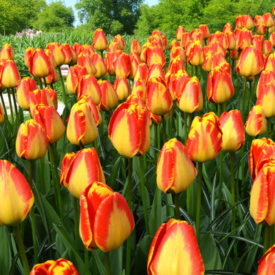 Field of Tulip 'Banja Luka' in bloom, showing vivid yellow petals with fiery red edges.