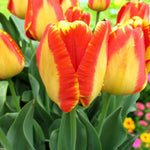 Tulip Banja Luka Spring Bulbs Detailed close-up of a single Tulip 'Banja Luka' flower with prominent red and yellow colouring. 4