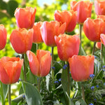 Tulip Charade Spring Bulbs Cluster of vibrant orange Charade tulips in full bloom, with lush green foliage and small blue forget-me-nots beneath. 1